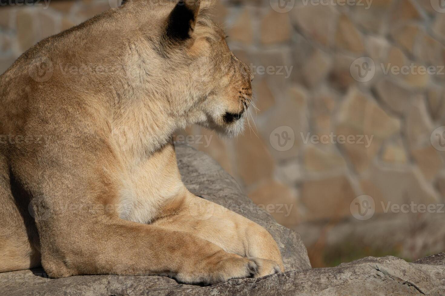 Lioness Zoo Enclosure Resting - A lioness rests in a zoo enclosure, likely for shade or to avoid disturbance. photo
