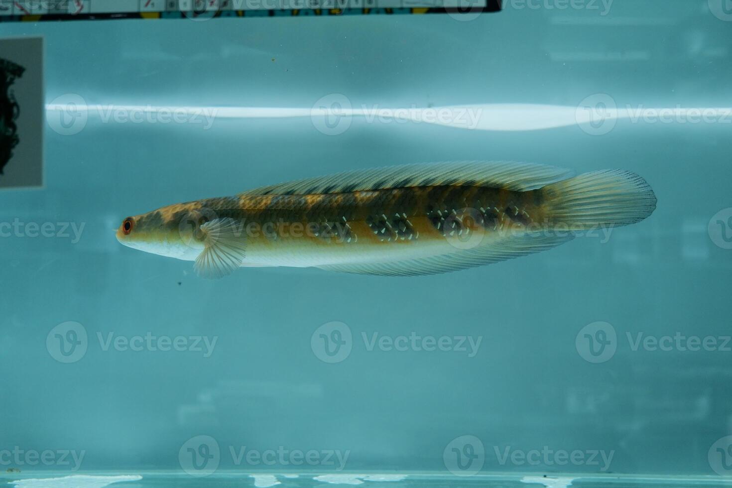 Channa Auranti snakehead fish. a predatory fish with a very beautiful and exotic patterned snake head channa aurantie is kept in an aquarium. photo