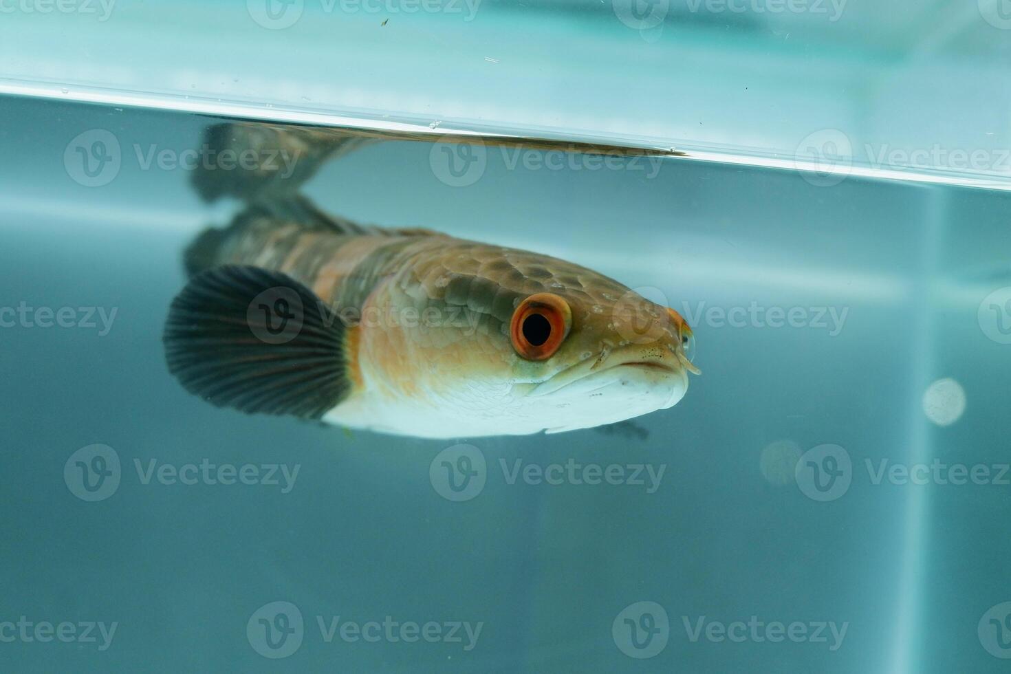 Channa Auranti snakehead fish. a predatory fish with a very beautiful and exotic patterned snake head channa aurantie is kept in an aquarium. photo