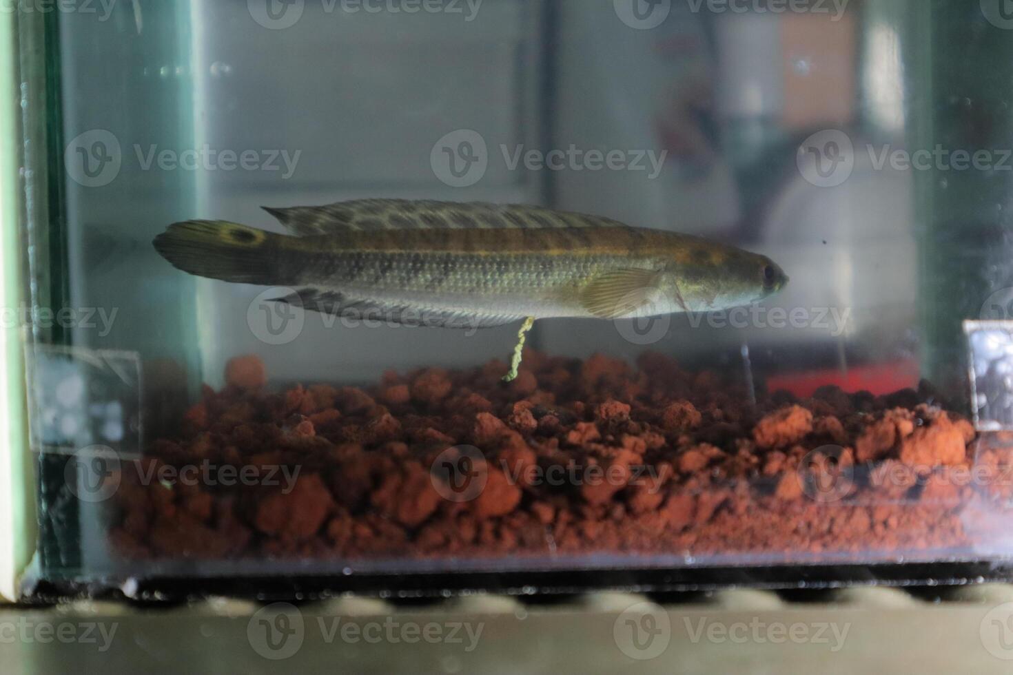 Channa Auranti snakehead fish. a predatory fish with a very beautiful and exotic patterned snake head channa aurantie is kept in an aquarium. photo