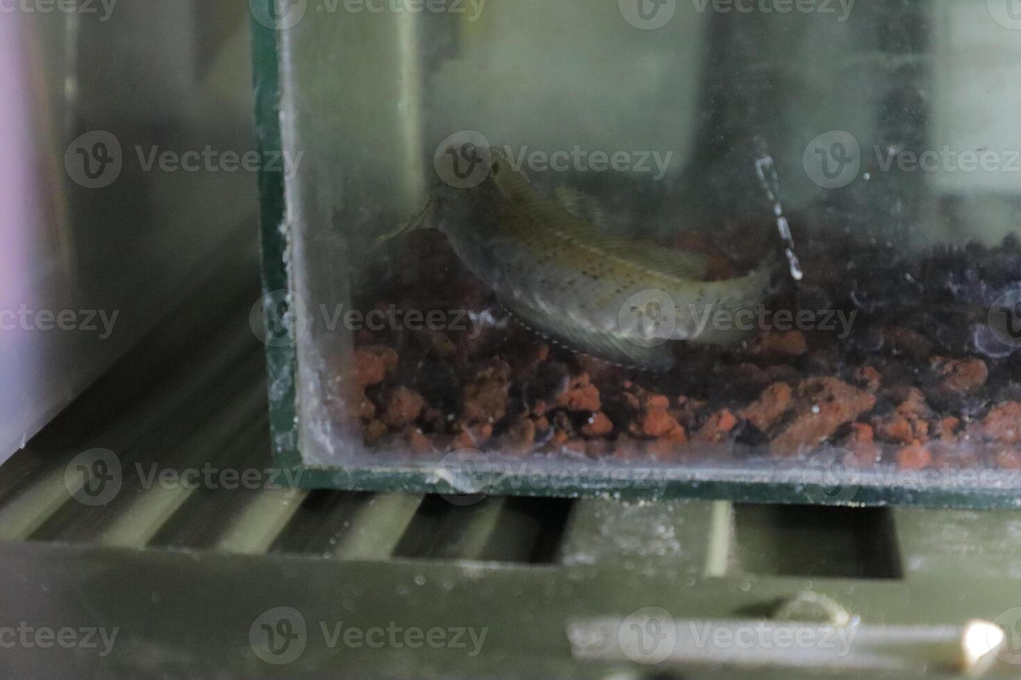 Channa Auranti snakehead fish. a predatory fish with a very beautiful and exotic patterned snake head channa aurantie is kept in an aquarium. photo