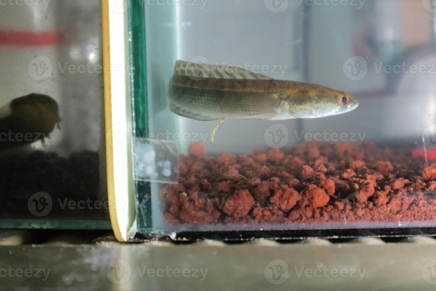 Channa Auranti snakehead fish. a predatory fish with a very beautiful and exotic patterned snake head channa aurantie is kept in an aquarium. photo