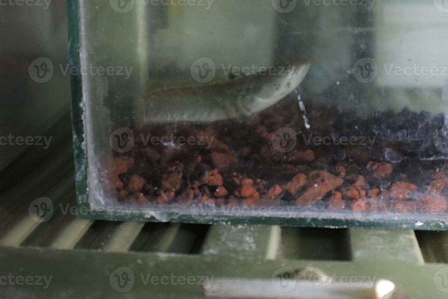 Channa Auranti snakehead fish. a predatory fish with a very beautiful and exotic patterned snake head channa aurantie is kept in an aquarium. photo