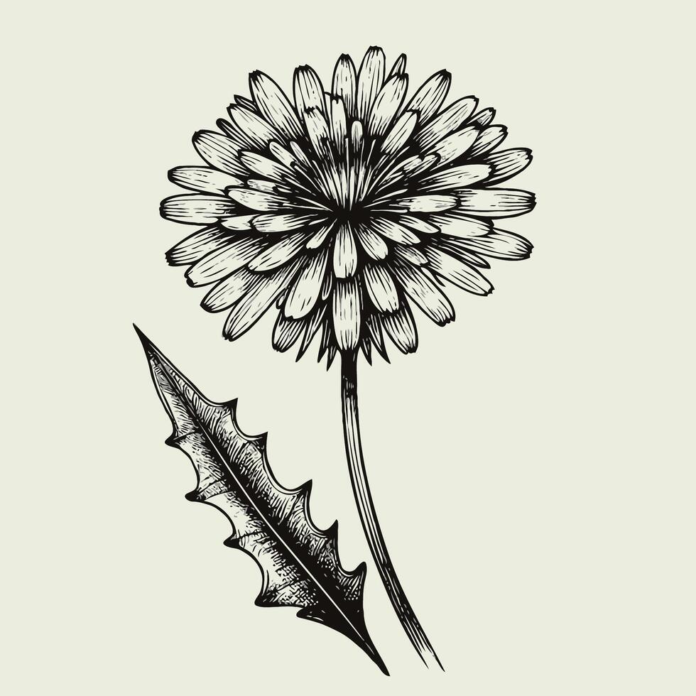 A drawing of a dandelion with leaves vector