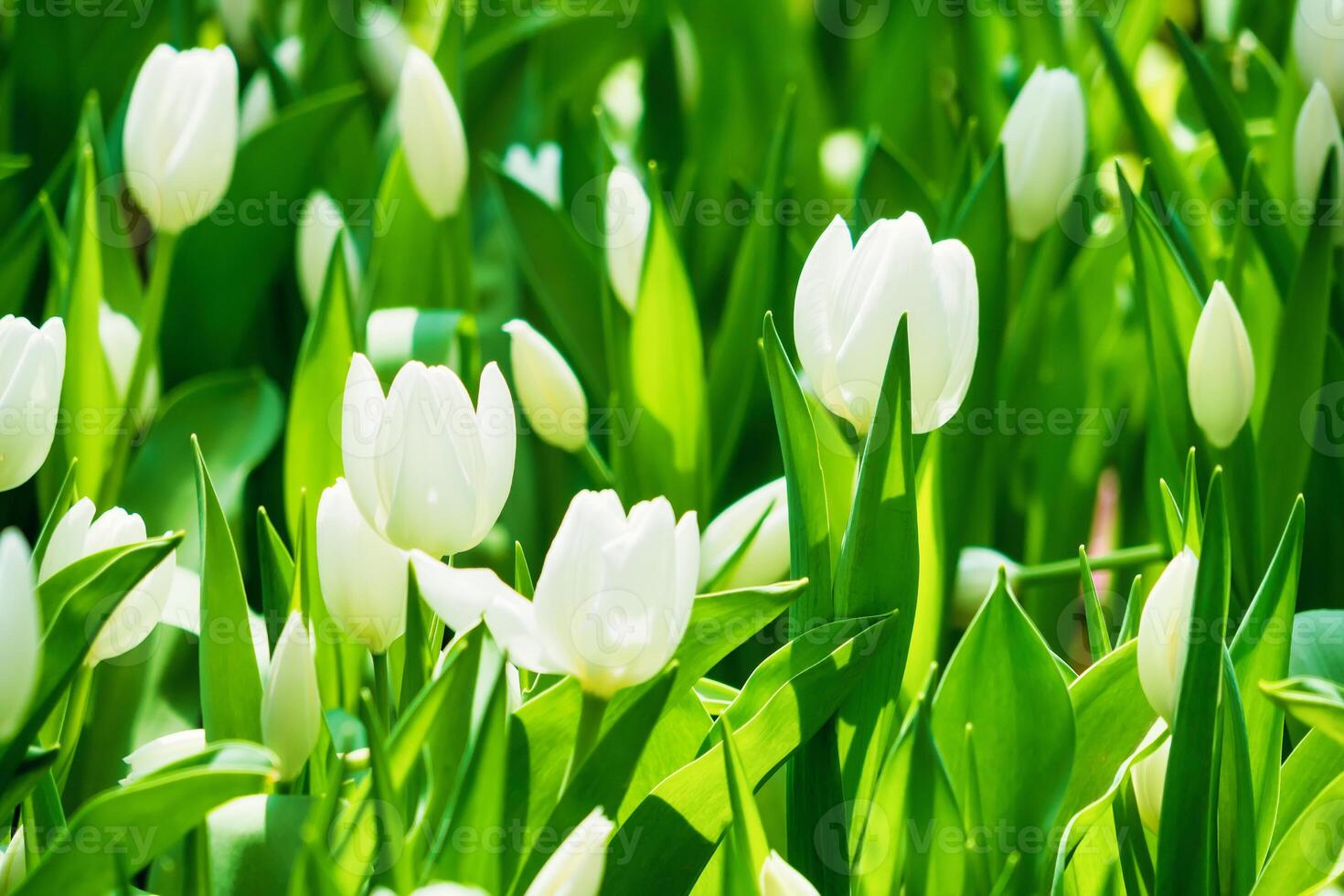 Beautiful Spring Tulip Garden with Multicolored Blooms photo