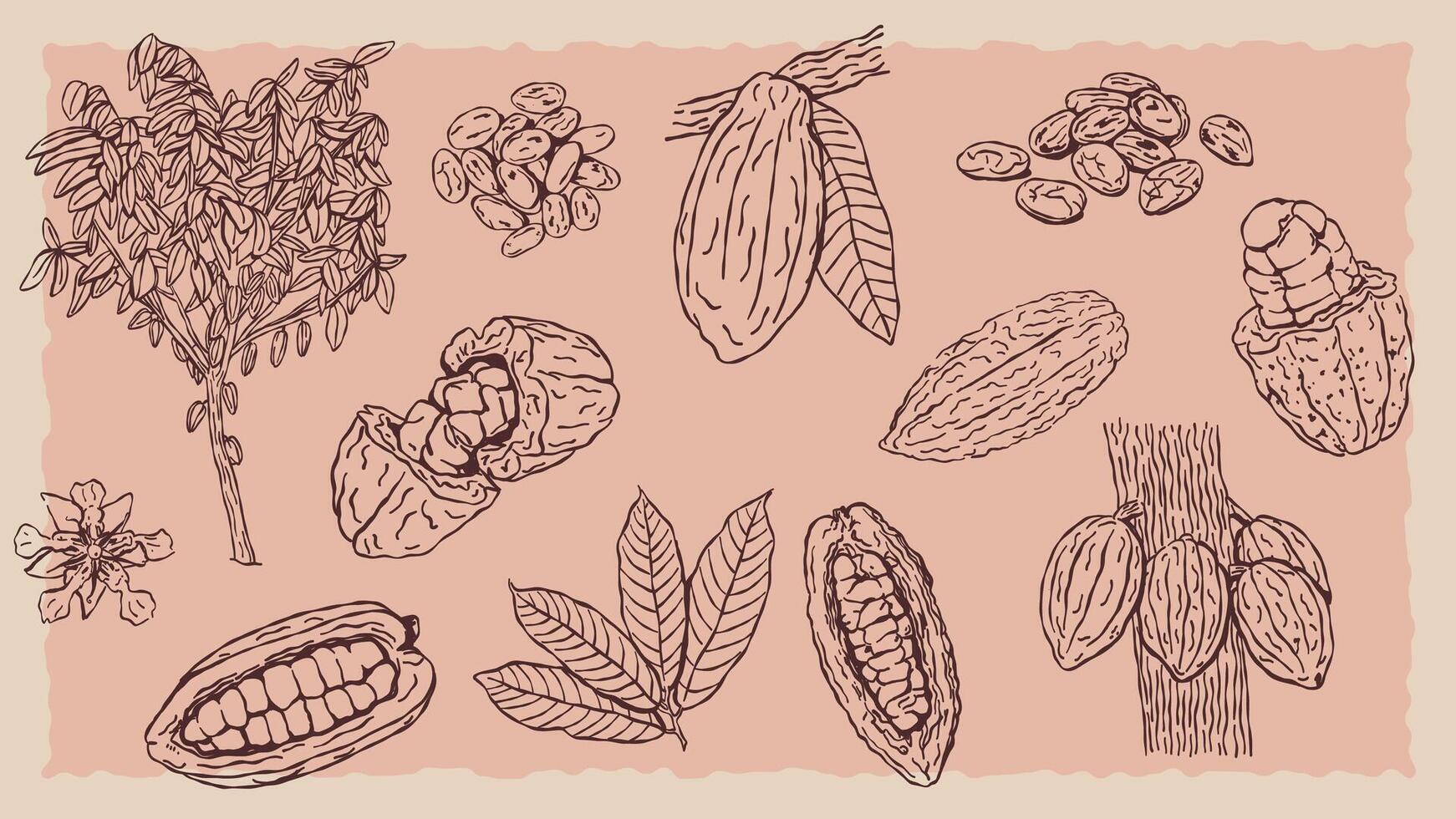 Collection of doodle or line art style cocoa plant illustrations vector