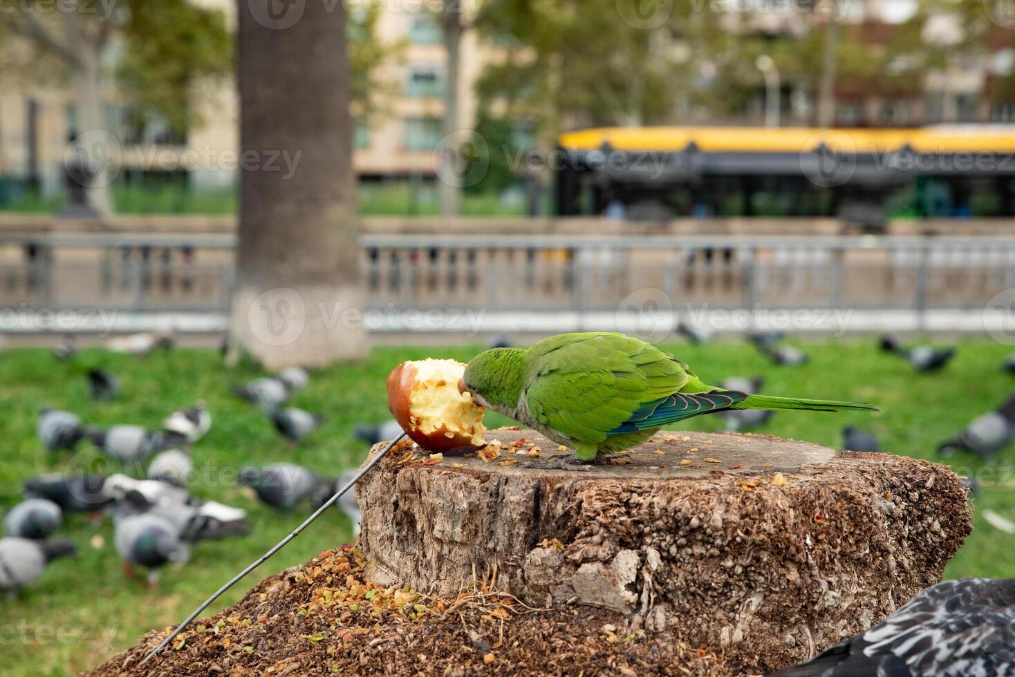 A parrot eats an apple while a group of pigeons surround it. photo