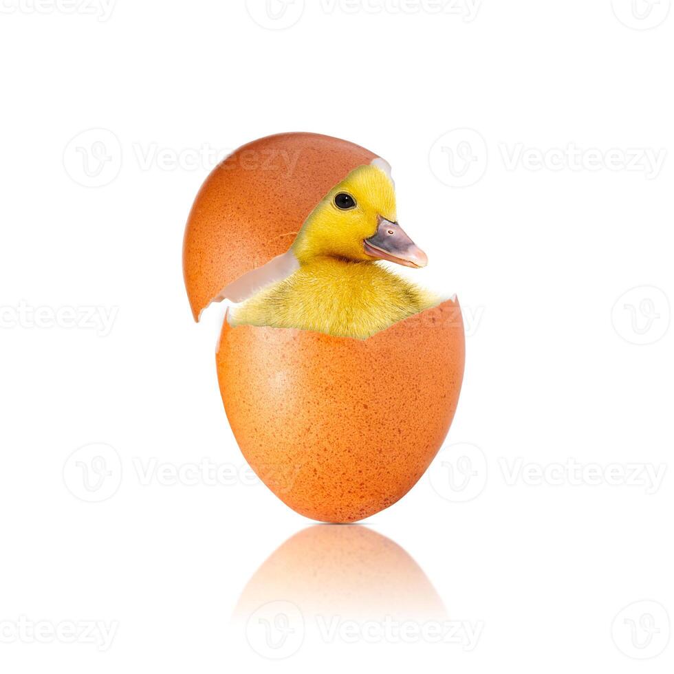 Newborn chick with broken egg shell. eggshell and newborn duckling. Easter concept photo