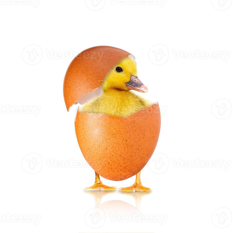 Newborn chick with broken egg shell. eggshell and newborn duckling. Easter concept photo