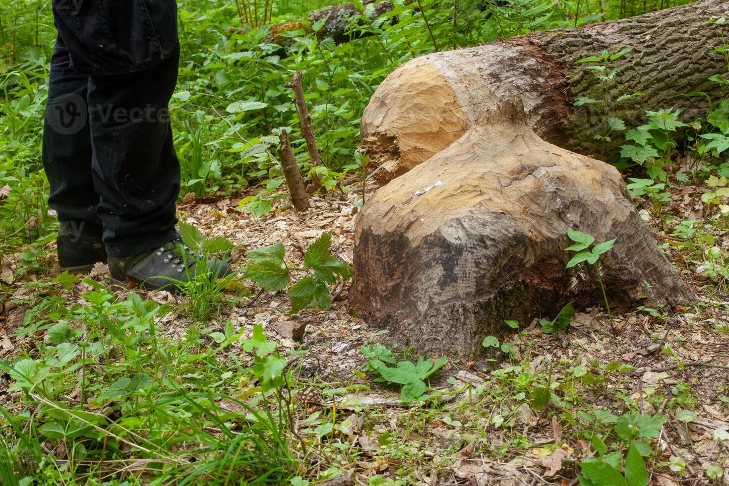 Tree Damage Caused by Beavers in Forest photo