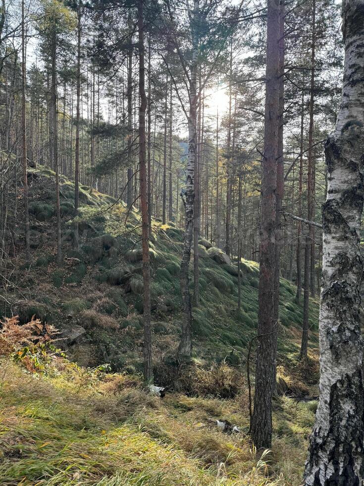 Hills covered with green grass and tree trunks of birch and pine, with the setting sun casting warm light from the side in Divcibare, Serbia photo