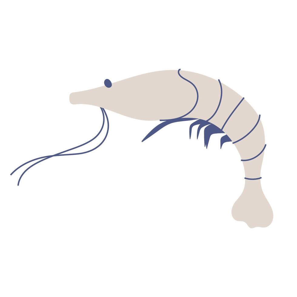 Hand drawn illustration of shrimp for summer and beach themed designs vector