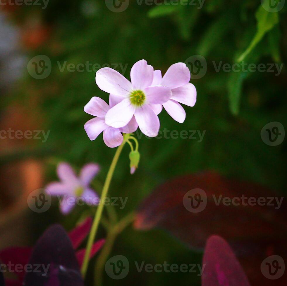 Close-up of a White Flower From the Oxalis Triangularis Ornamental Plant photo