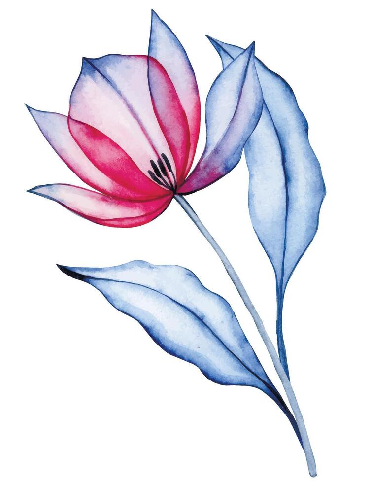watercolor illustration, transparent tulip flower, x-ray. elegant pink and blue color illustration vector