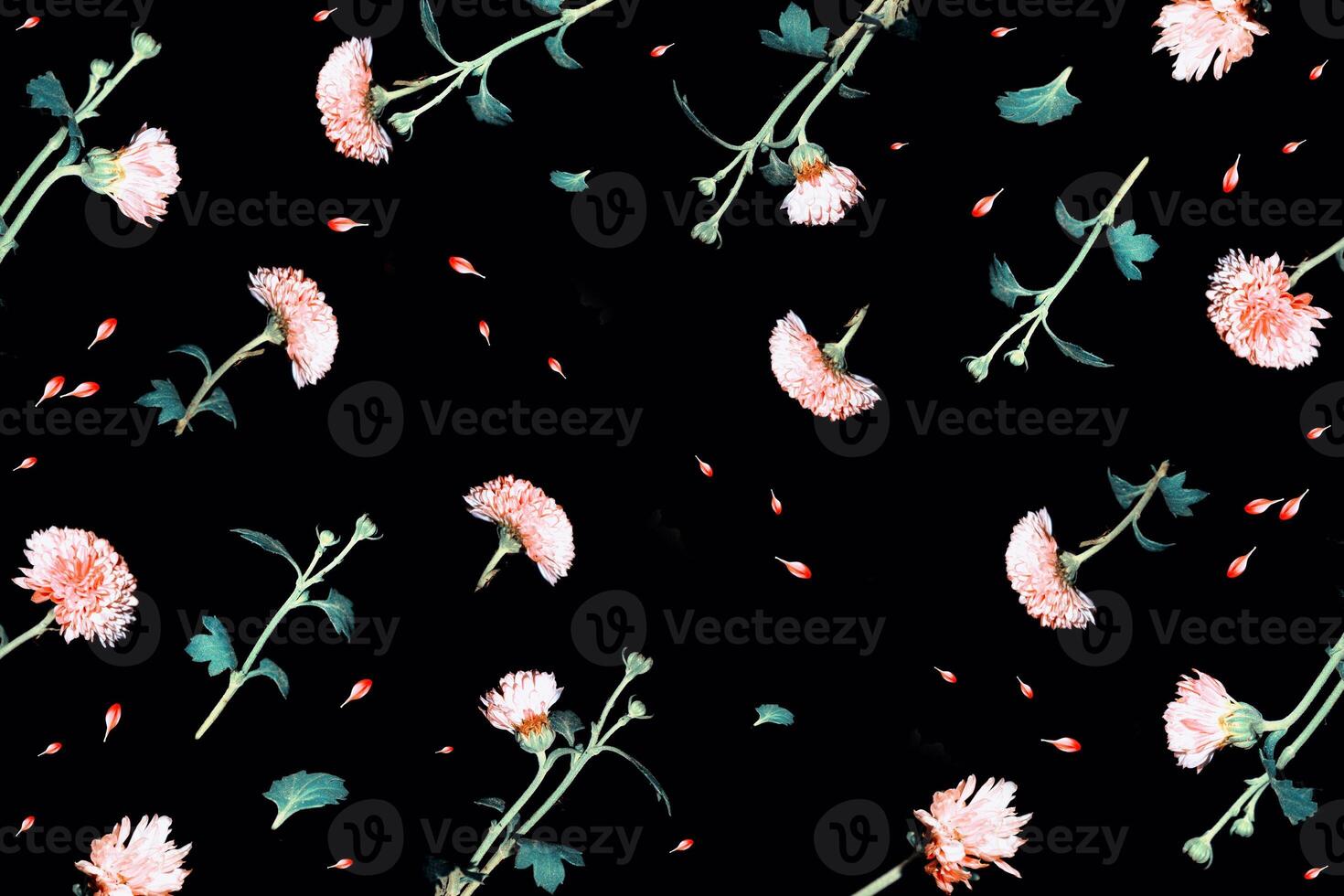 floral frame chrysanthemum. black background. Beautiful flowers composition. photo