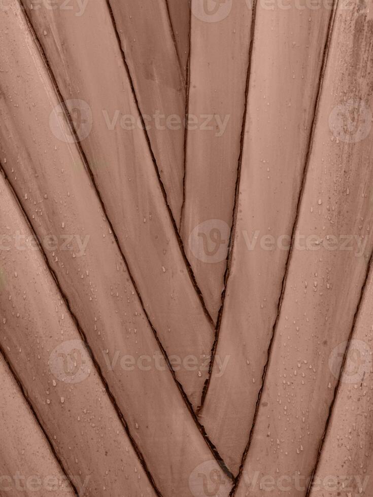 The stem of an exotic palm tree. Botanical background trunk of a banana palm. photo