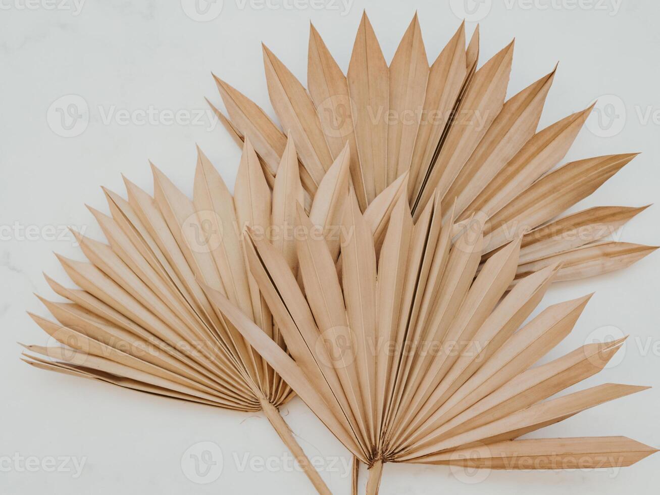 Close up of dried fan shaped tropical palm tree leafs on white background. photo