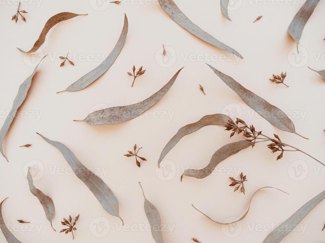 Autumn composition. Background of eucalyptus leaves on beige background. Autumn, fall concept. photo