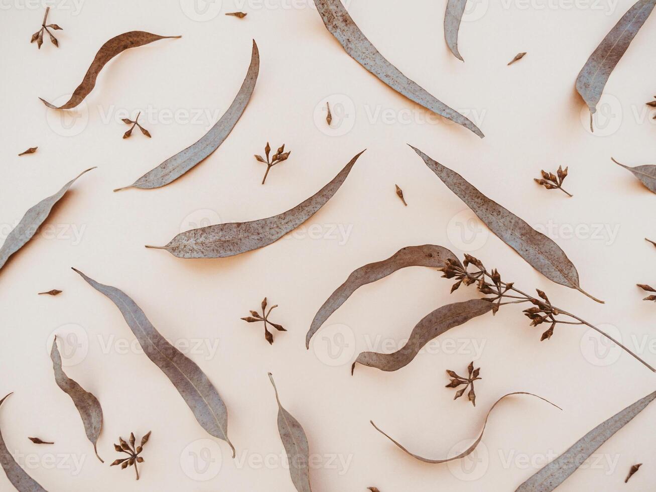Autumn composition. Background of eucalyptus leaves on beige background. Autumn, fall concept. photo