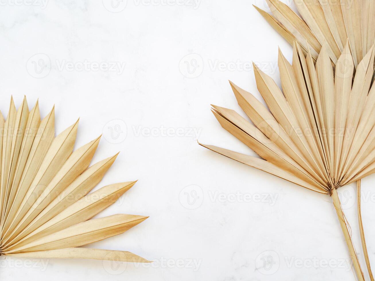 Close up of dried fan shaped tropical palm tree leafs on white background. photo