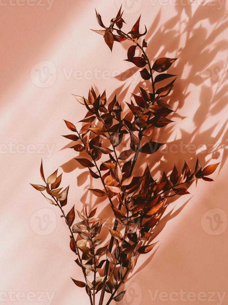 Decorative branch dry plant dark burgundy on a pink background photo