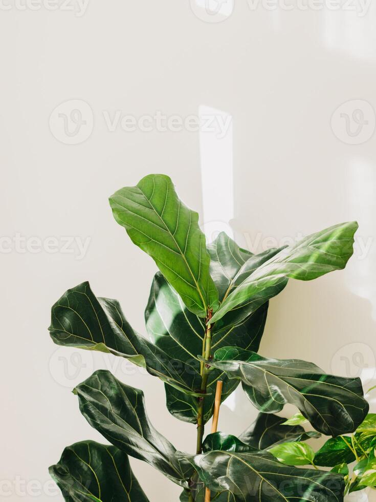 Ficus lyrata houseplant Fiddle leaf fig for decorate home or room photo