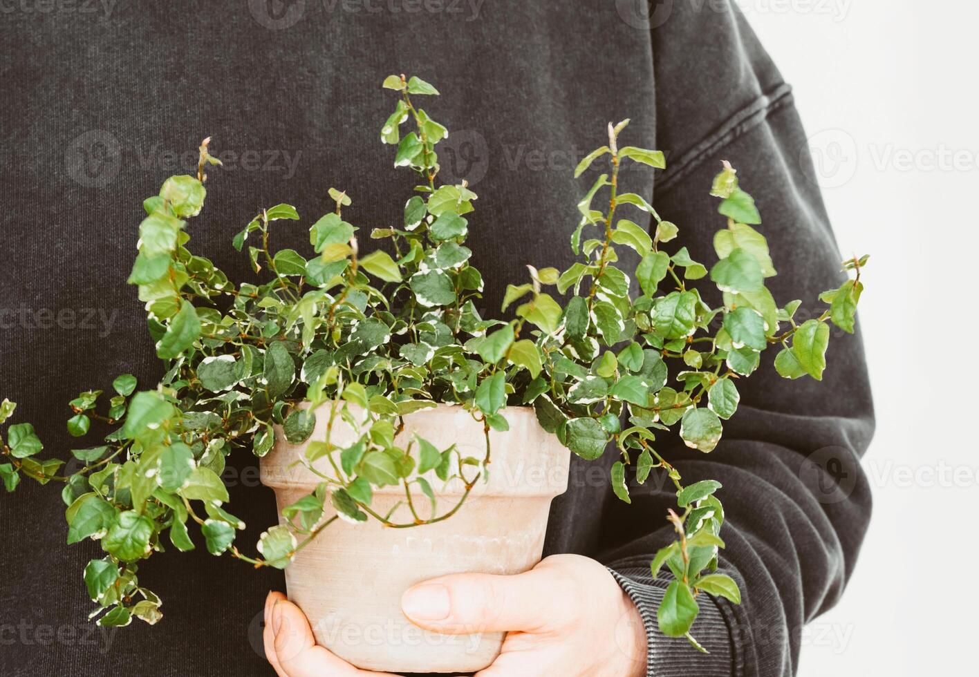 Uncertain woman in gray sweatshirt holds houseplant in ceramic pot in her hands photo