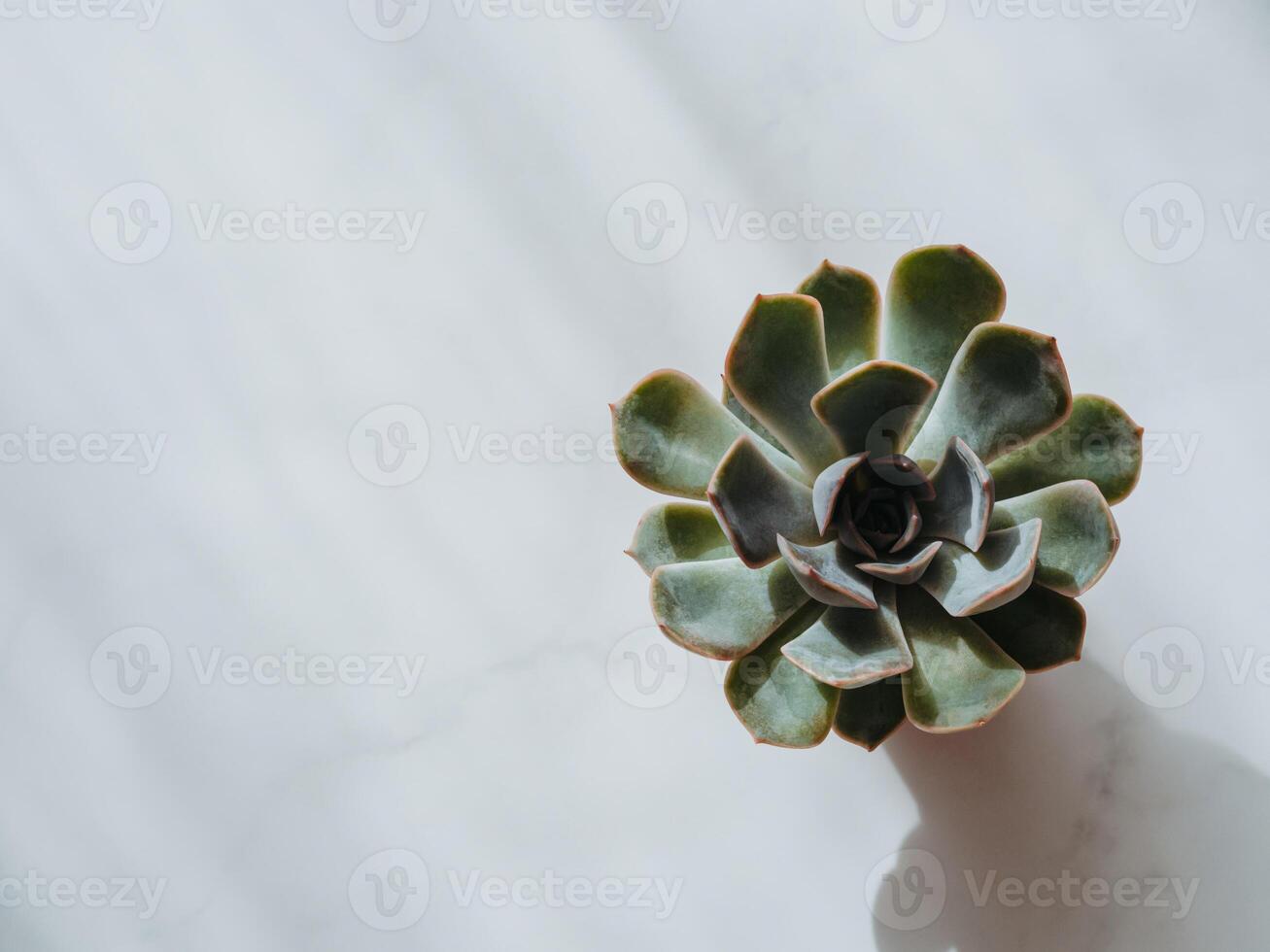 Small Pretty Echeveria Red Pulidonis Succulent in pot on white background with shadows photo
