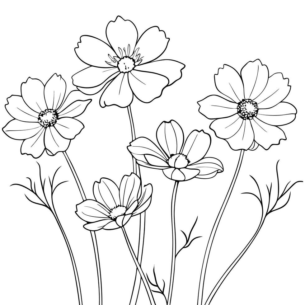 Cosmos flower coloring book page line art drawing for children vector