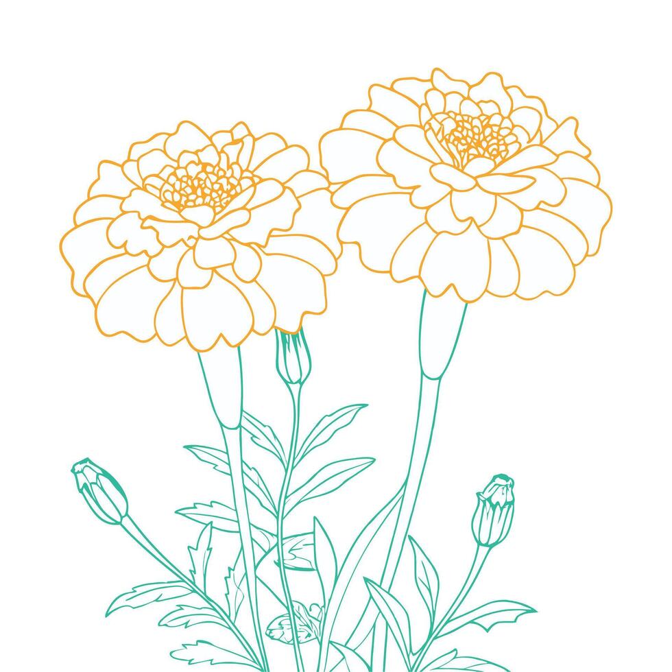 Marigold flower coloring book page line art drawing for children vector