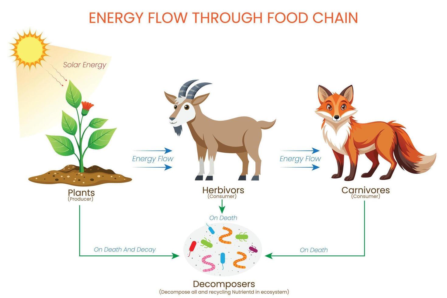 Energy Flow in a Food Chain From Sun to Plants, Goat, Fox, and Decomposers vector