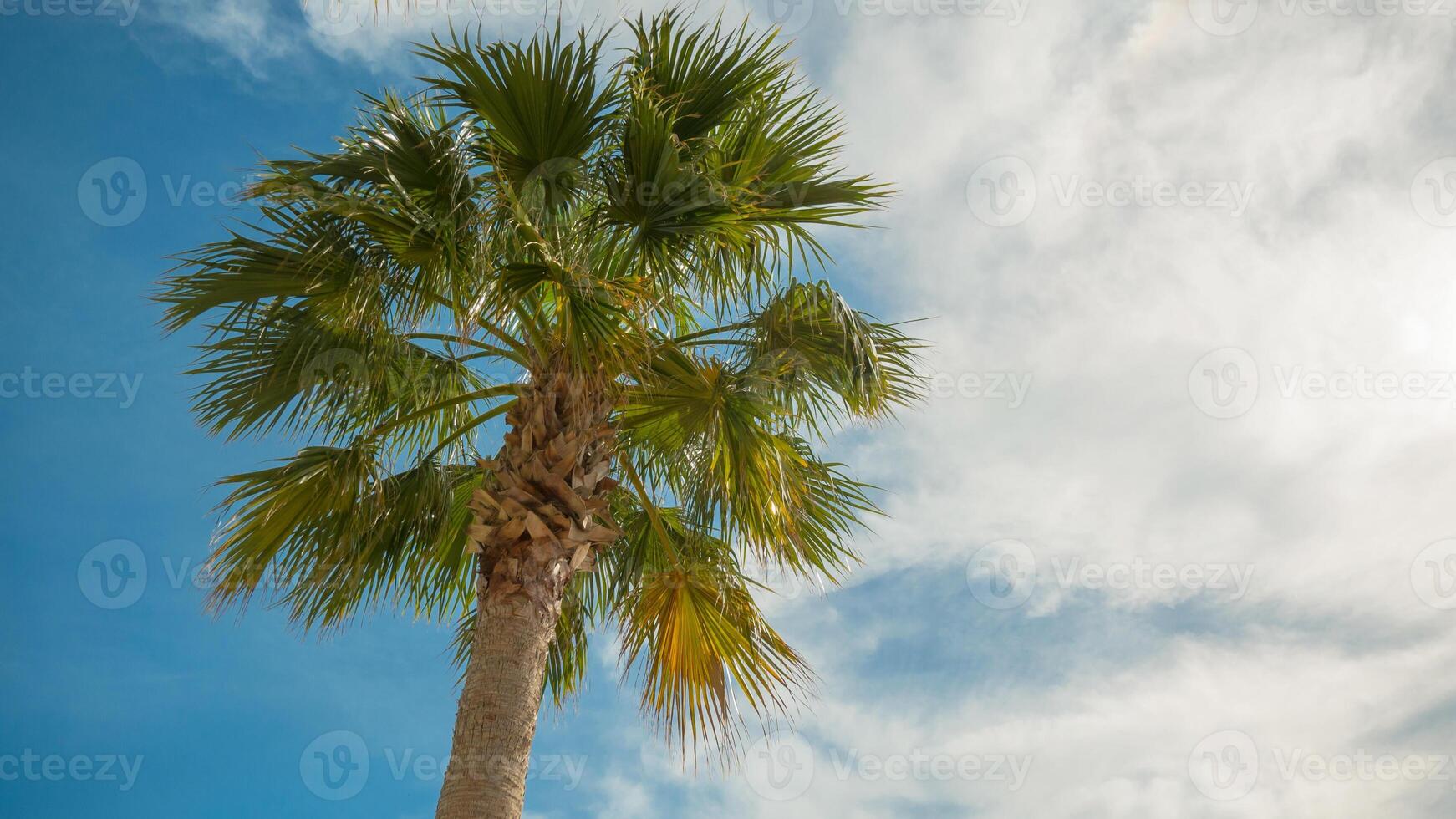 Palm tree on vacation photo