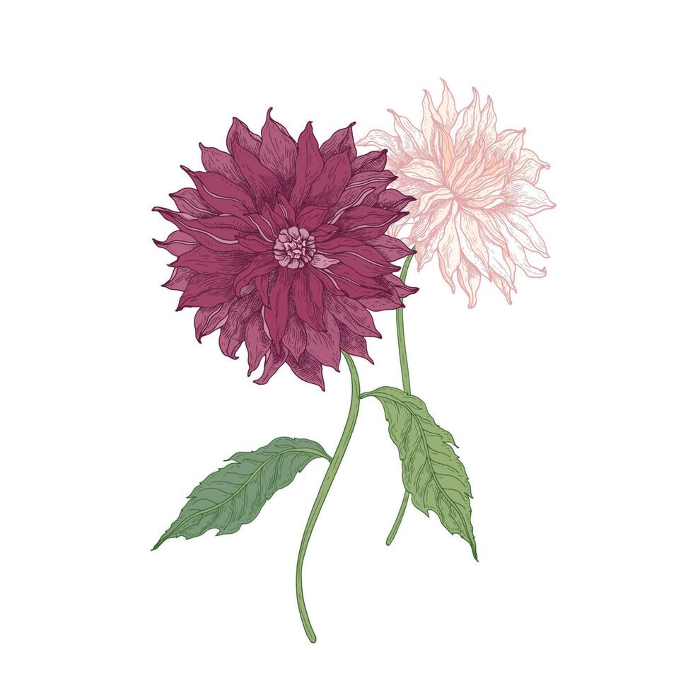 Beautiful pink blooming Dahlia flowers and leaves hand drawn on white background. Detailed botanical drawing of flowering herbaceous garden cultivated plant. illustration in vintage style vector
