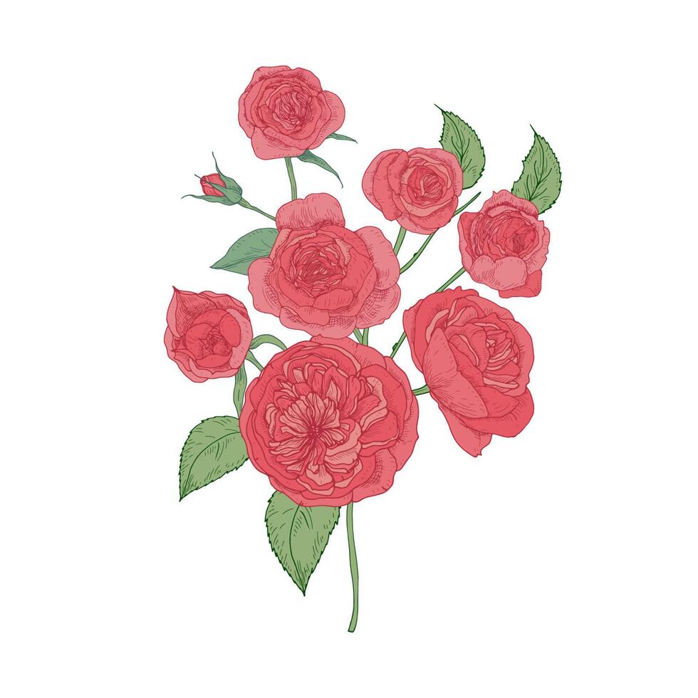 Bunch of pink Cabbage or Austin Rose flowers isolated on white background. Botanical drawing of cultivated garden flowering plant. Floral decorative element. illustration in vintage style vector