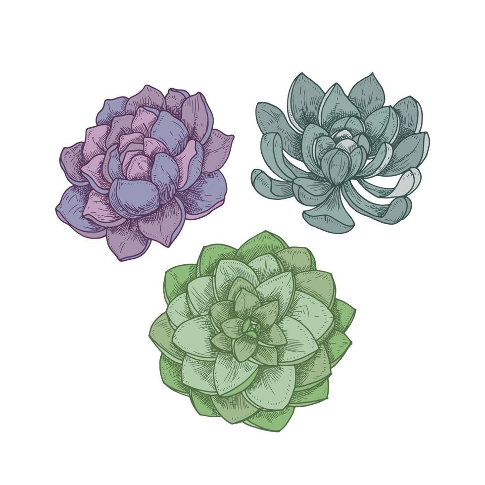 Echeveria plants isolated on white background. Detailed botanical drawing of decorative succulents, hand drawn natural design element. Elegant illustration in beautiful vintage style vector