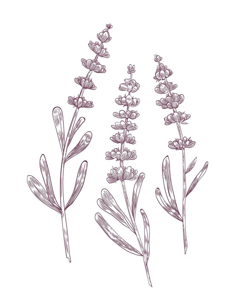 Botanical drawing of lavender flowers and leaves hand drawn with contour lines on white background. Gorgeous flowering plant or fragrant herb used in aromatherapy. Monochrome illustration vector
