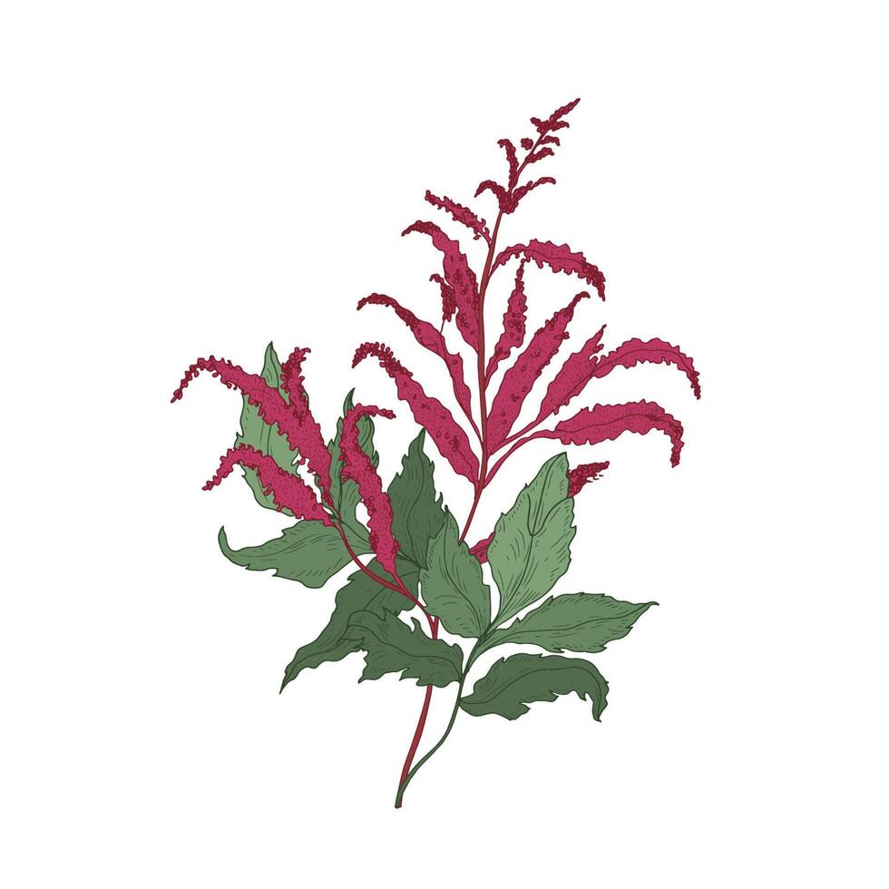 Gorgeous Astilbe or False Goat's Beard blooming flowers and leaves hand drawn on white background. Elegant natural drawing of herbaceous plant, flowering herb or wildflower. illustration. vector