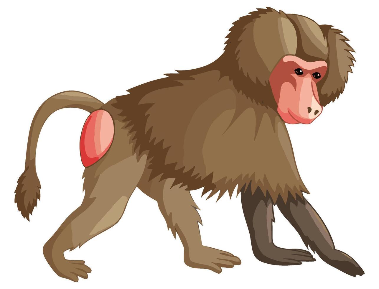 Baboon isolated on white background vector