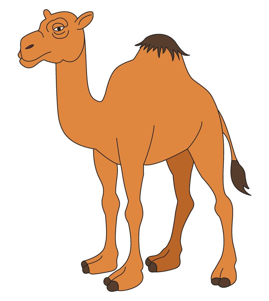 A camel isolated on a white background vector