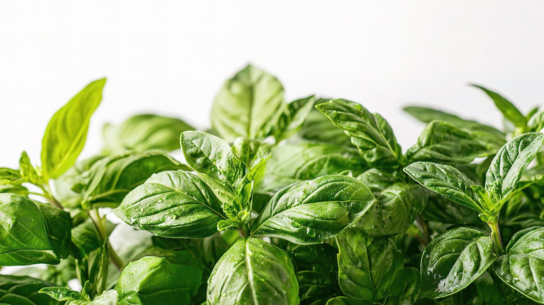 Basil leaves are shown in a white background photo