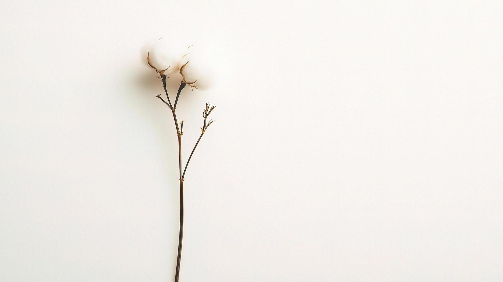 Isolated Cotton Flower Stem on White Background for Creative Projects photo