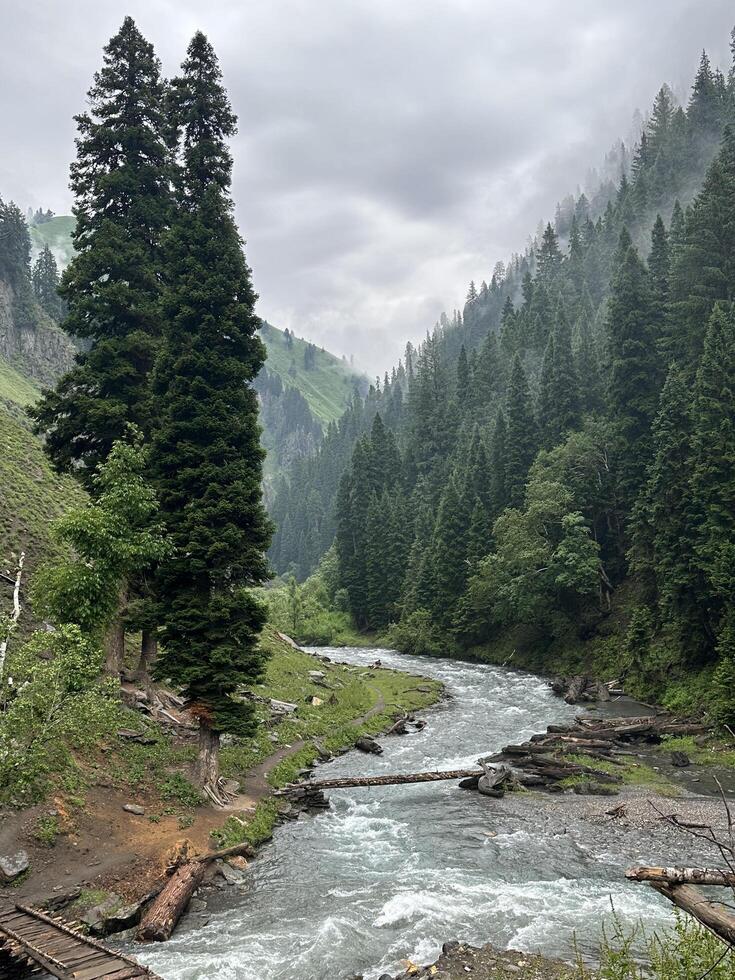 A river runs through a forest with trees and rocks photo