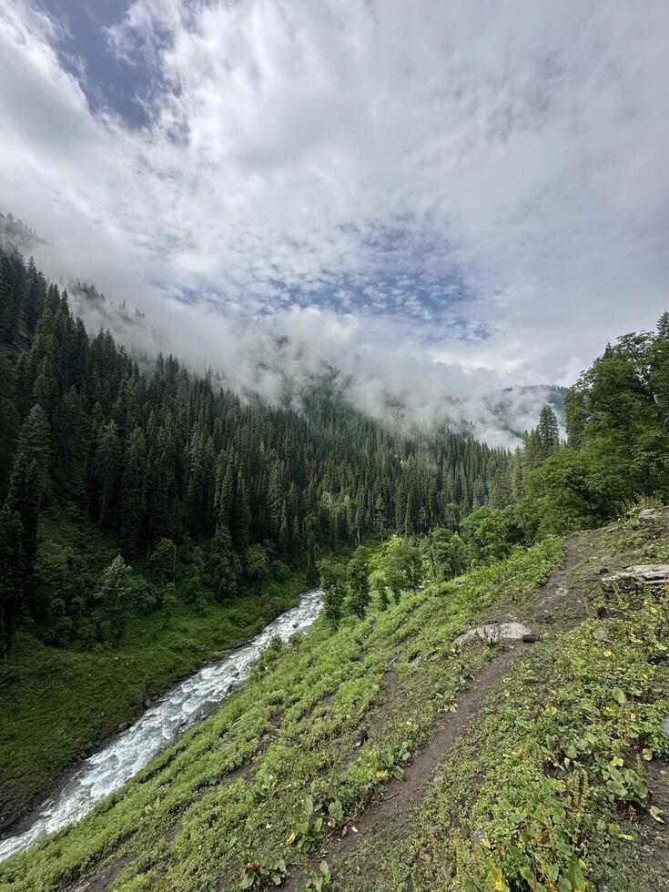 A river runs through a forest with trees and grass photo