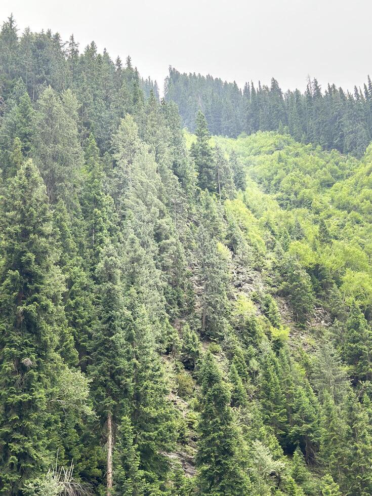 A train traveling through a forested area photo