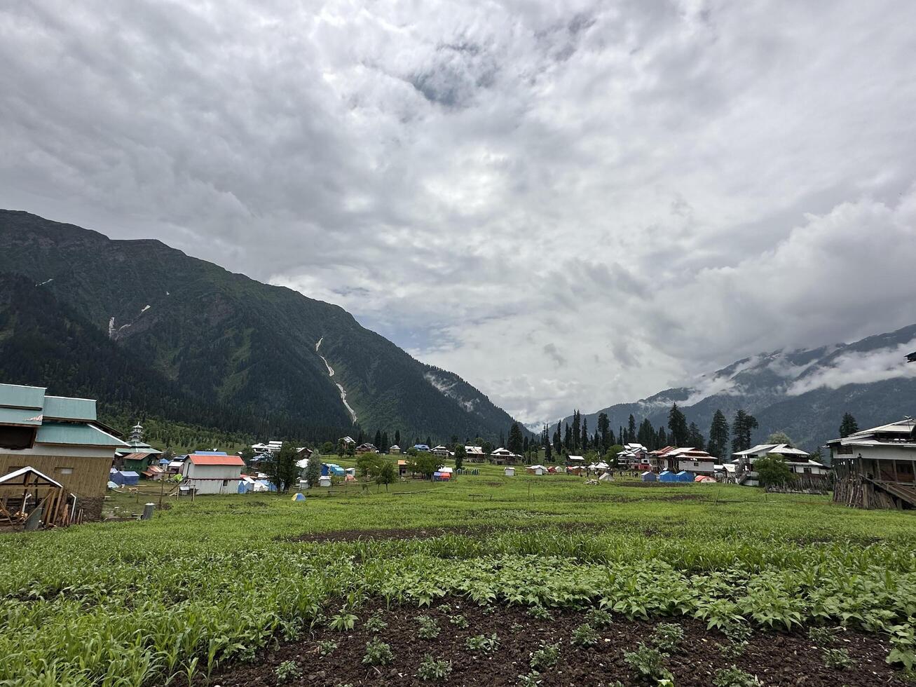 A field with a lot of green plants and a few buildings photo