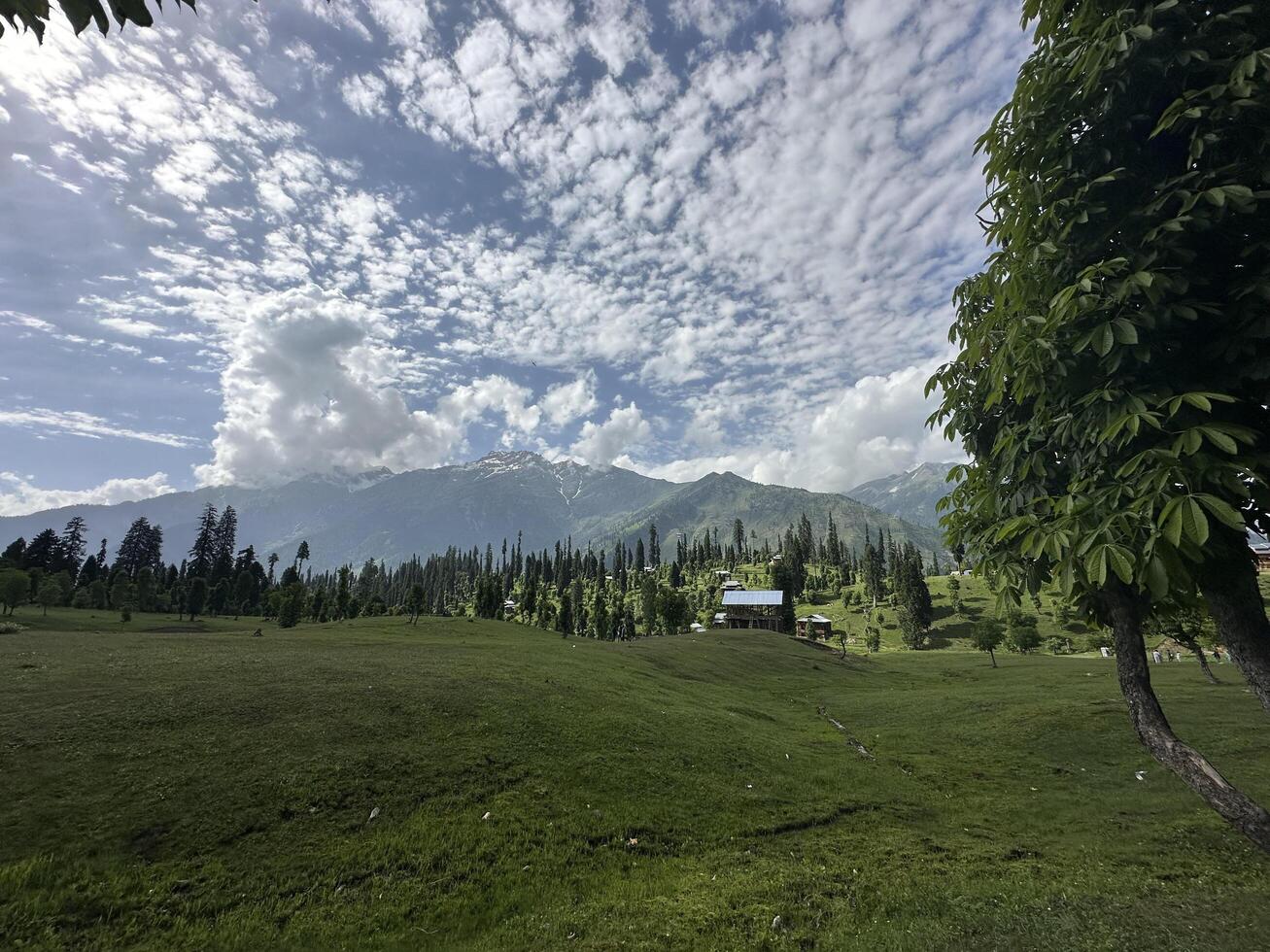 A view of a field with trees and mountains photo