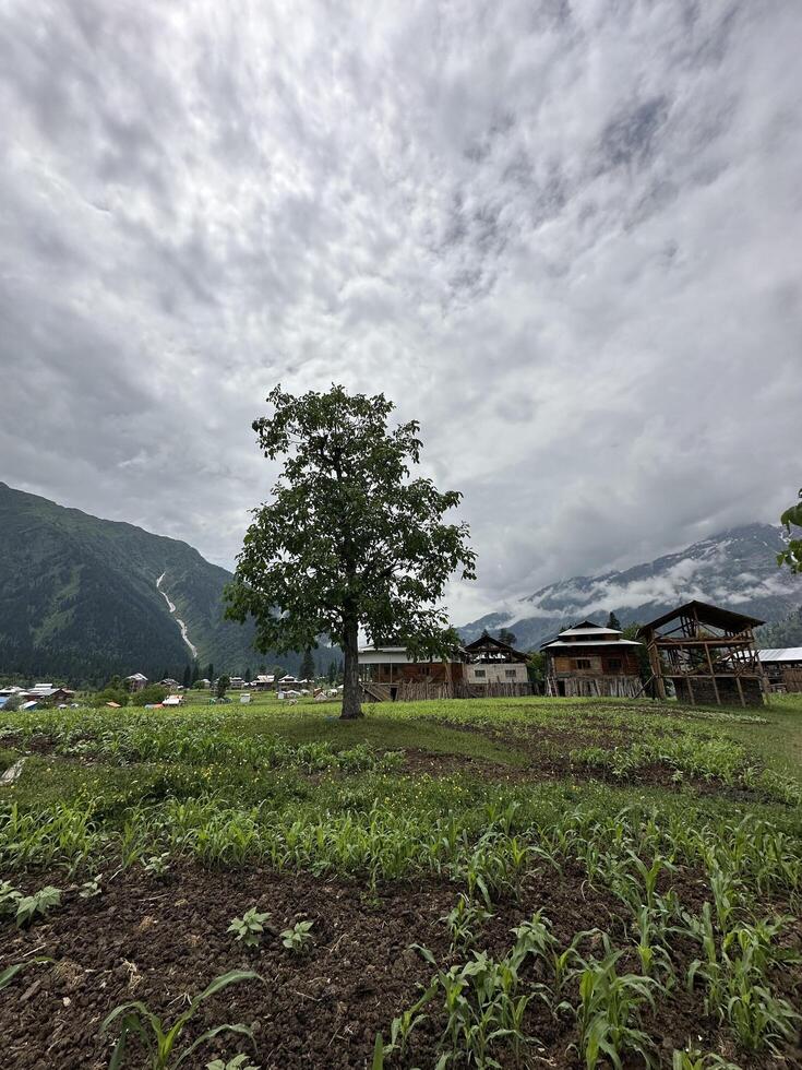 A large tree in a field with a house in the background photo