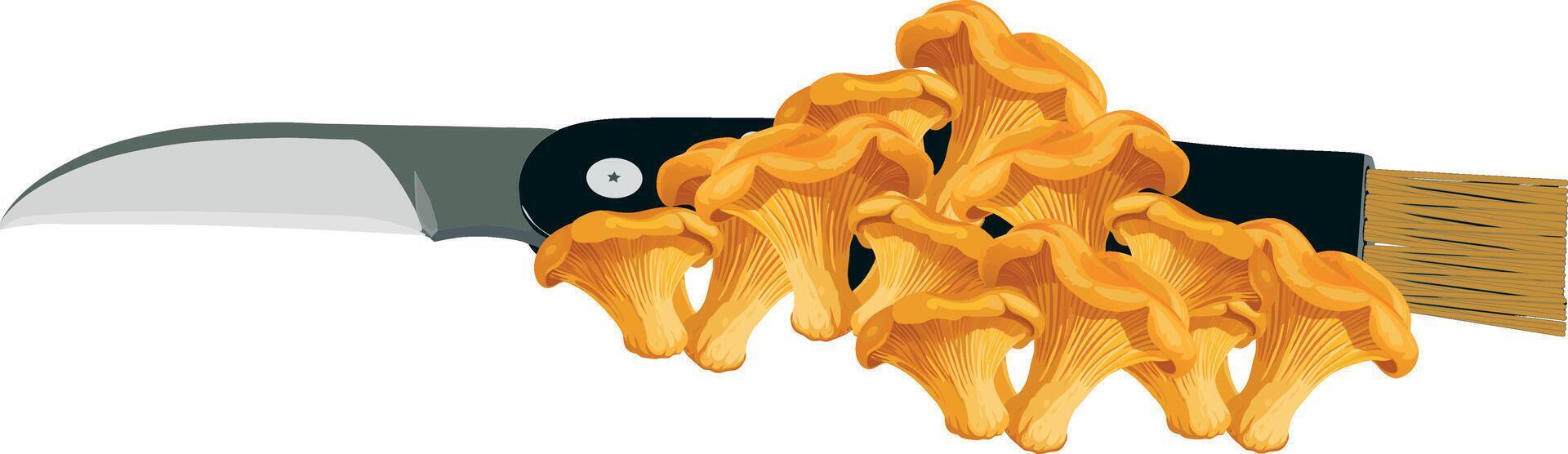 Mushroom hunter gathering fresh chanterelle mushrooms with knife and brush vector