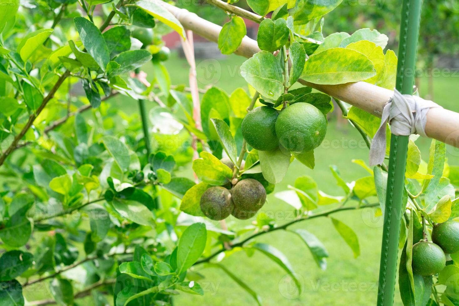 Fresh Lime Fruits on the Tree in Orchard photo
