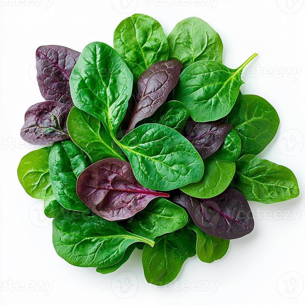 Bunch of fresh Lettuce green purple leaves, spinach salad isolated on white background. Top view. photo